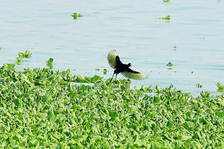 Adesão ao Refis Ambiental no Paraná
