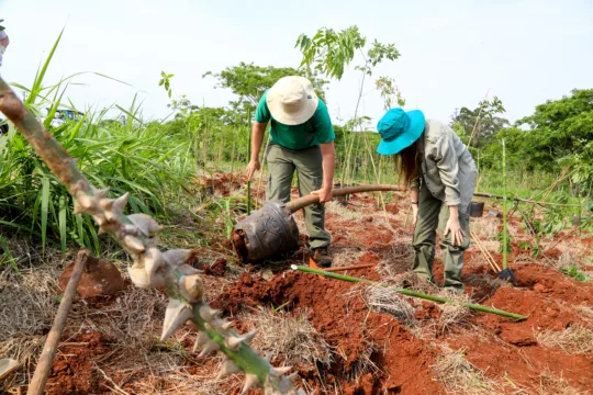 plantio de arvores fundo de vale maringa prefeitura