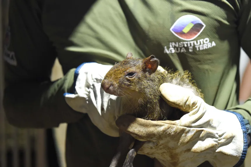 Estado cria Superintendência-Geral de Proteção Animal
