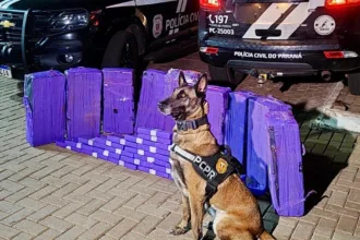 Cães de faro da PCPR interceptam mais de 227 quilos de maconha em duas ações