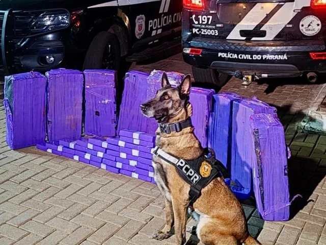 Cães de faro da PCPR interceptam mais de 227 quilos de maconha em duas ações