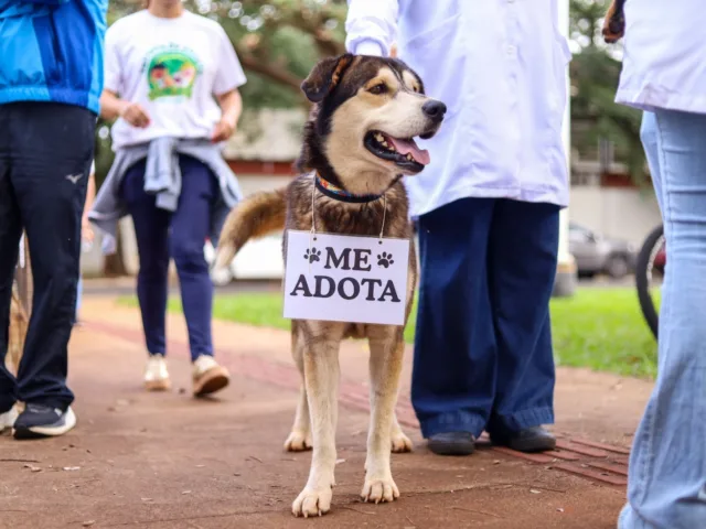 Feira de adoção de cães e gatos resgatados