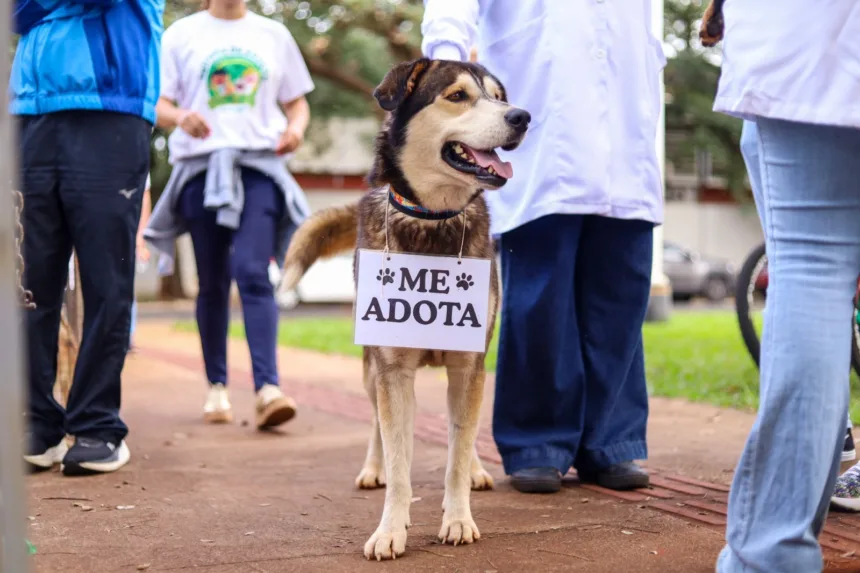 Feira de adoção de cães e gatos resgatados