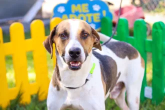feirinha de adoção de animais