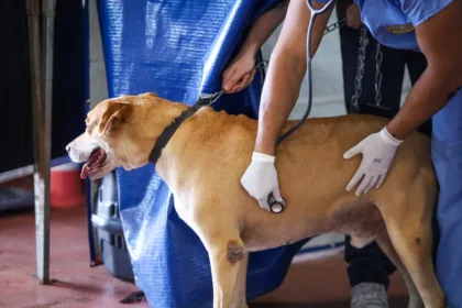 Maringá amplia uso do aplicativo Petis para atendimento veterinário de cães e gatos