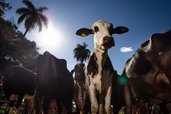 carne bovina brasileira