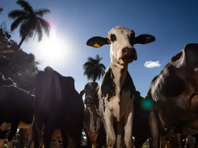 carne bovina brasileira