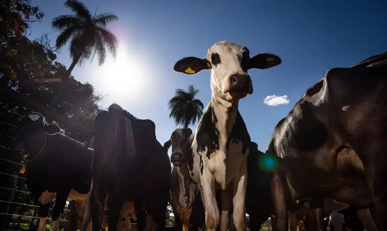 carne bovina brasileira