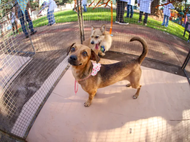Adoção de pets