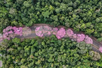 Maringá floresce com ipês-roxos, símbolo ecológico da Cidade Canção