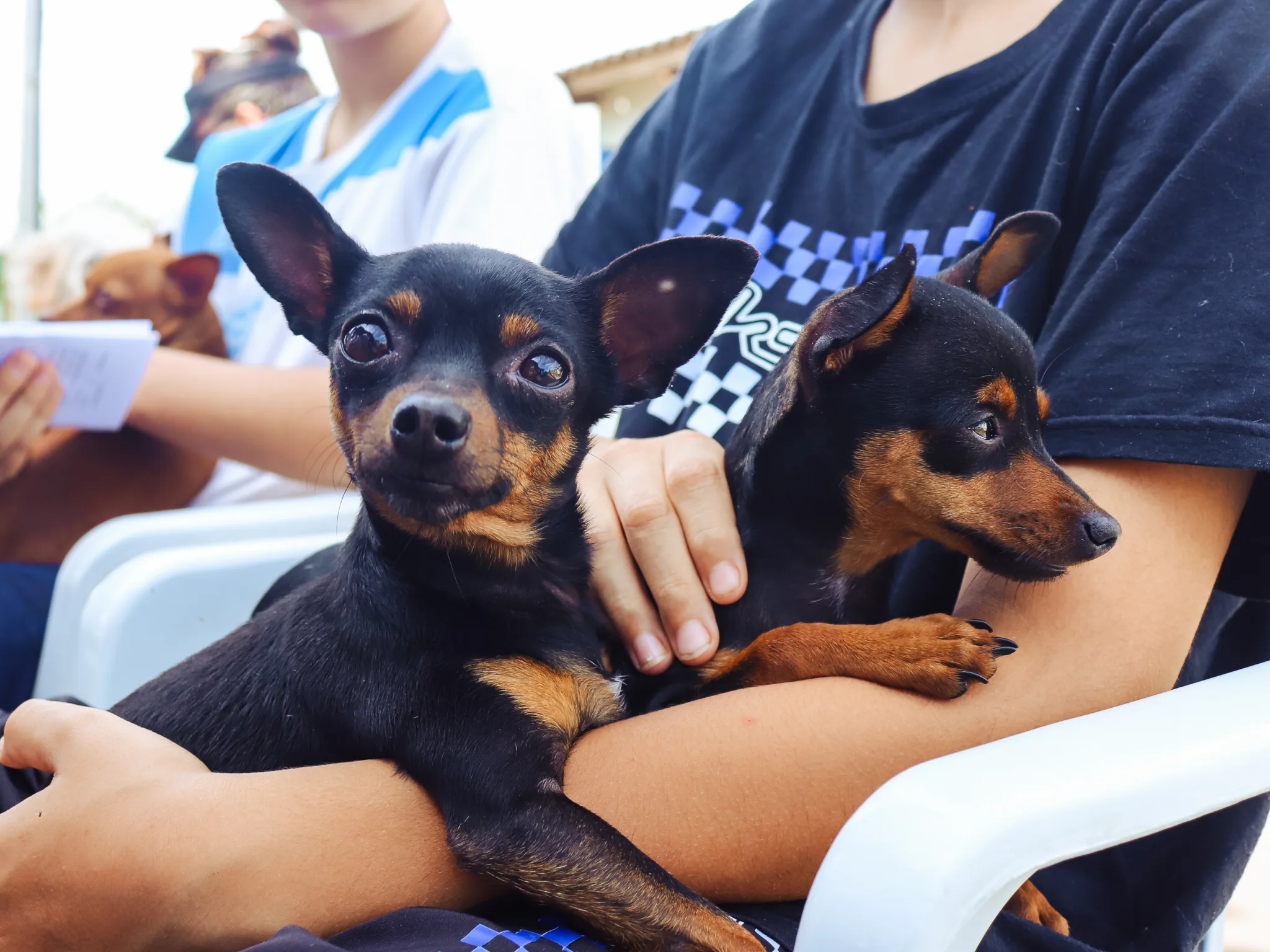 ‘Imuniza Pet’ vacina cães e gatos em ação no bairro Cidade Canção