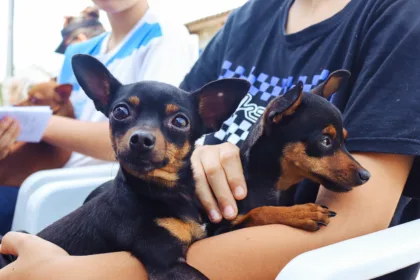 ‘Imuniza Pet’ vacina cães e gatos em ação no bairro Cidade Canção