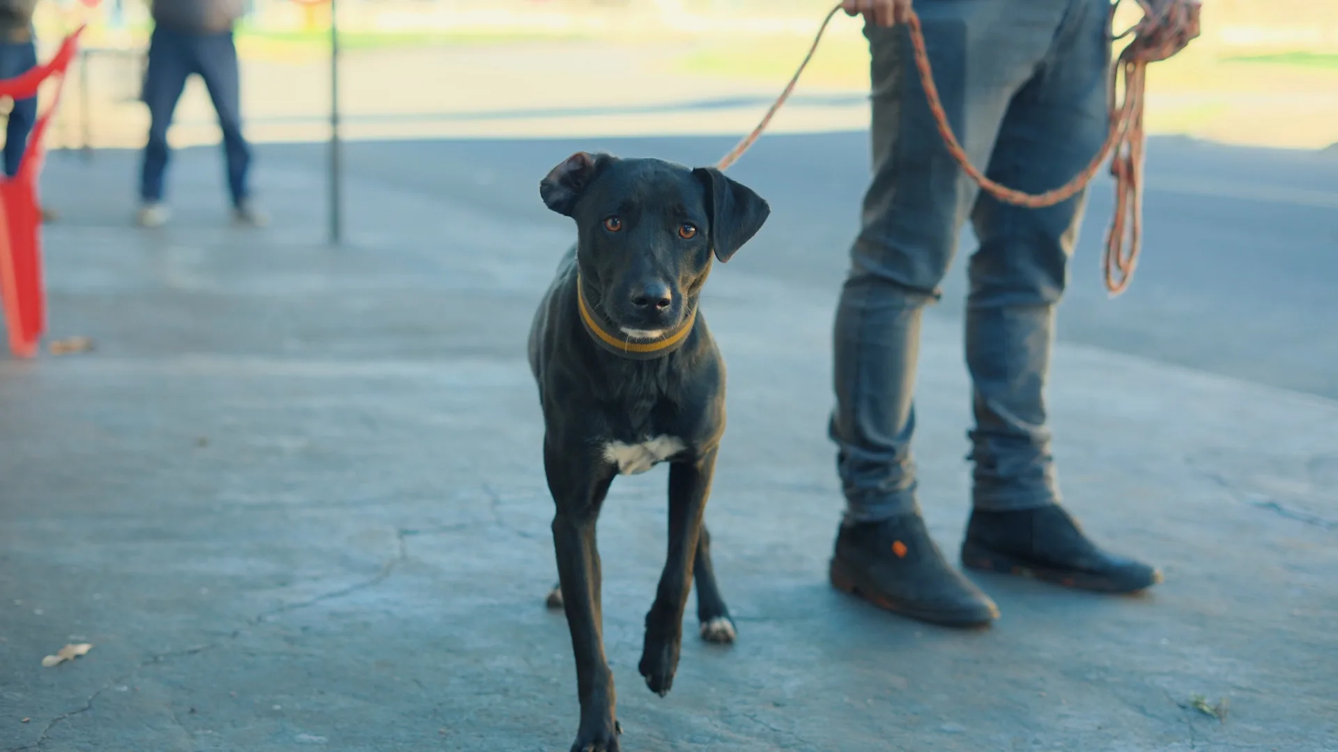 ‘Julho Dourado’: Prefeitura promove vacinação de cães e gatos em Iguatemi 9 ‘Julho Dourado’: Prefeitura promove vacinação de cães e gatos em Iguatemi