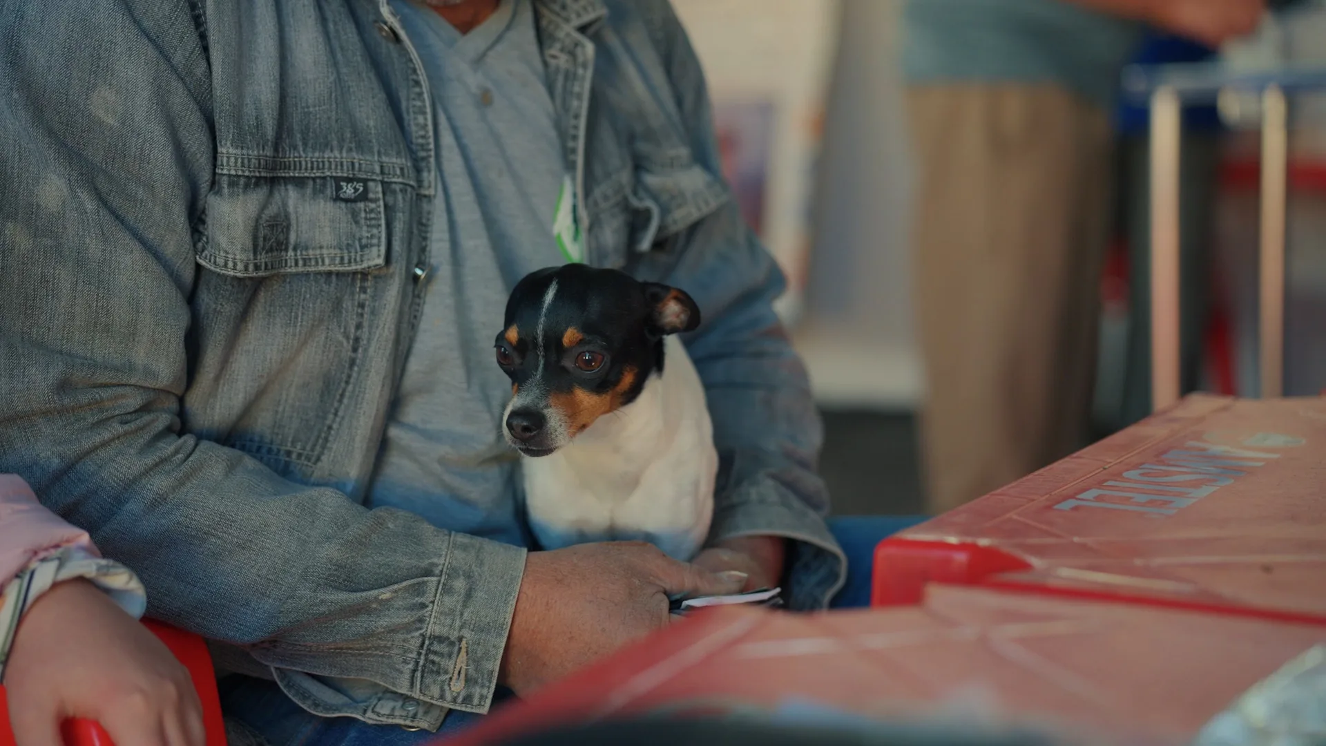 ‘Julho Dourado’: Prefeitura promove vacinação de cães e gatos em Iguatemi 11 ‘Julho Dourado’: Prefeitura promove vacinação de cães e gatos em Iguatemi