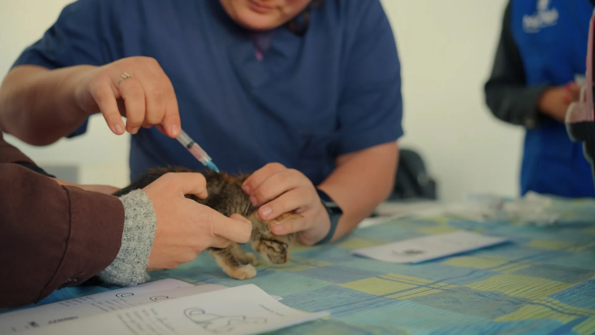 ‘Julho Dourado’: Prefeitura promove vacinação de cães e gatos em Iguatemi 14 ‘Julho Dourado’: Prefeitura promove vacinação de cães e gatos em Iguatemi