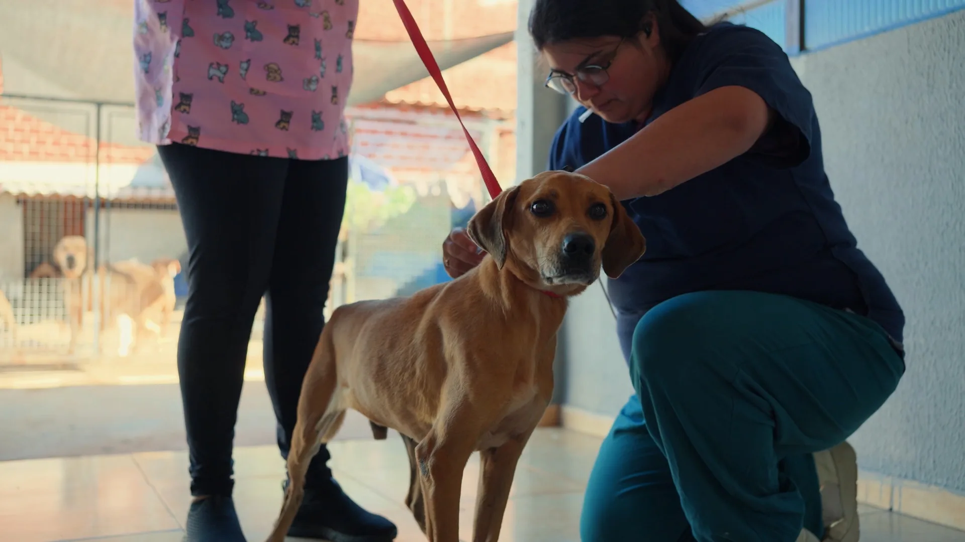 ‘Julho Dourado’: Prefeitura promove vacinação de cães e gatos em Iguatemi 4 ‘Julho Dourado’: Prefeitura promove vacinação de cães e gatos em Iguatemi