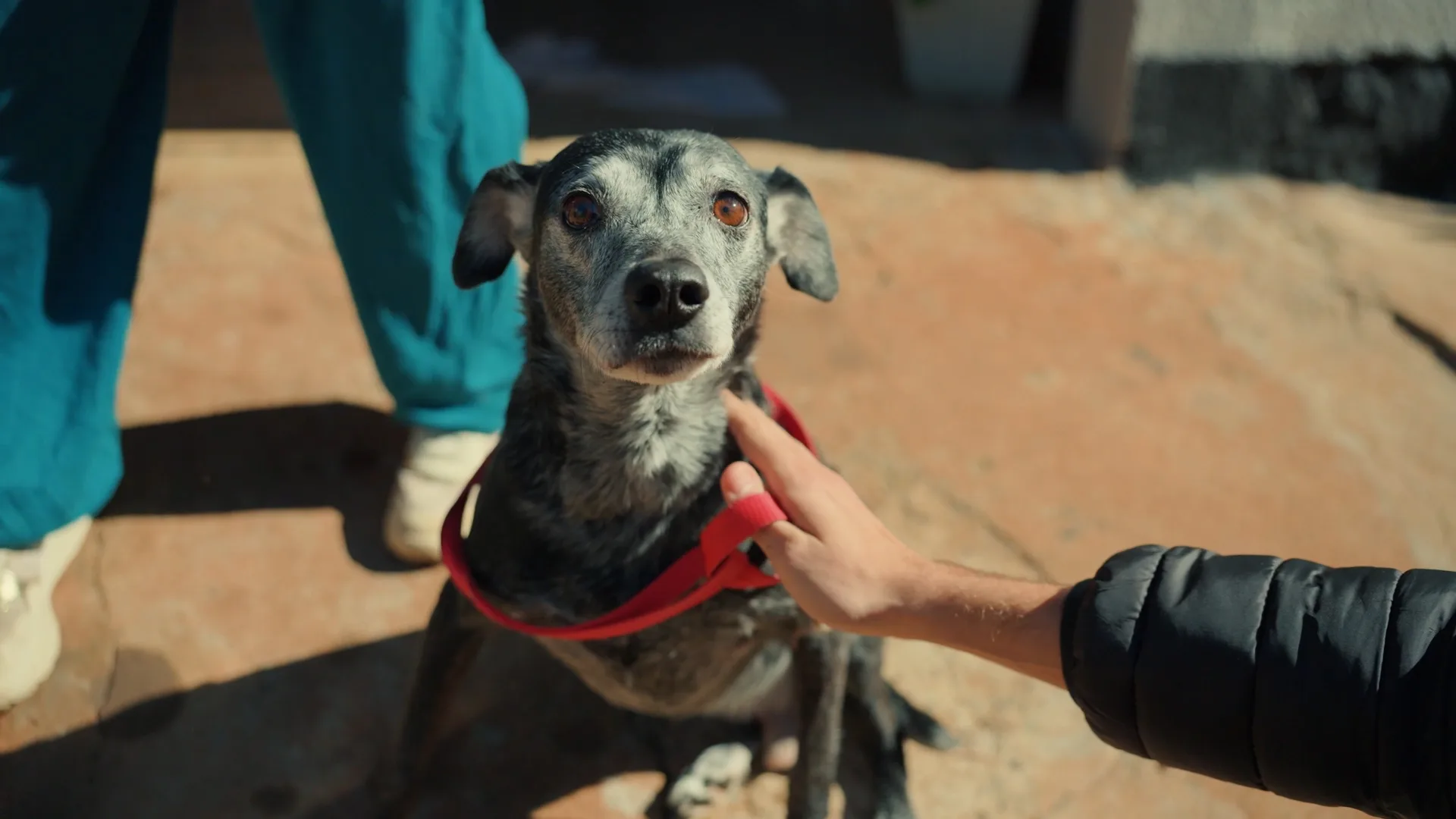 ‘Julho Dourado’: Prefeitura promove vacinação de cães e gatos em Iguatemi 16 ‘Julho Dourado’: Prefeitura promove vacinação de cães e gatos em Iguatemi