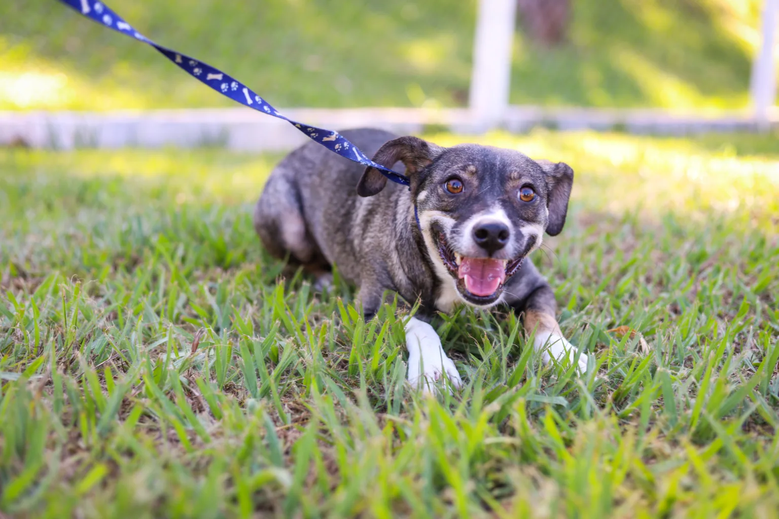 No ‘Julho Dourado’, feira de adoção busca novos lares para cães adultos neste domingo, 19