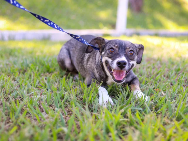 No ‘Julho Dourado’, feira de adoção busca novos lares para cães adultos neste domingo, 19