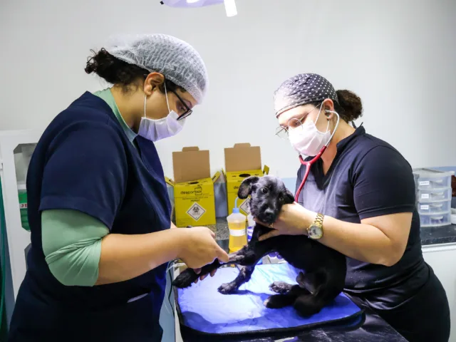 microchips para identificação de cães e gatos