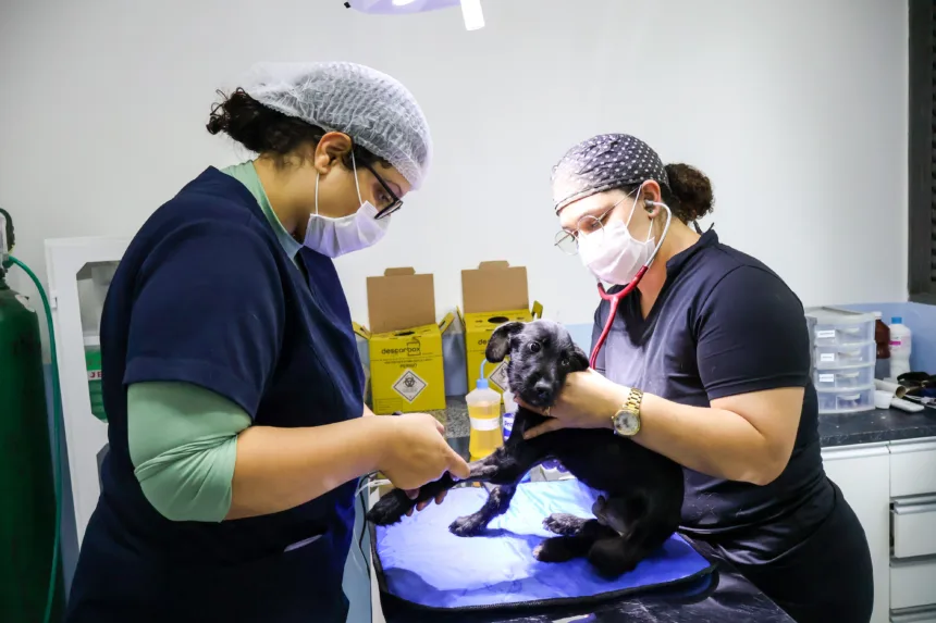 microchips para identificação de cães e gatos