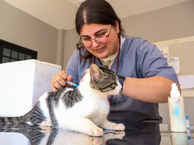 Vacinação gratuita para cães e gatos