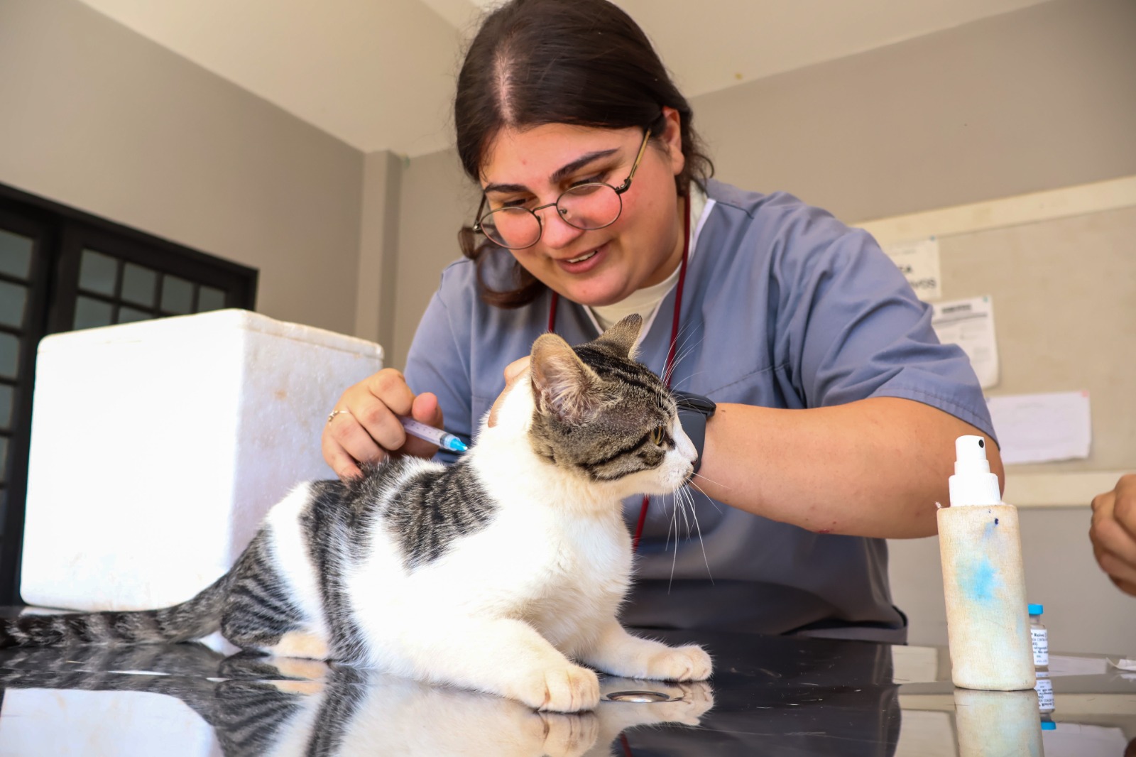 Vacinação gratuita para cães e gatos