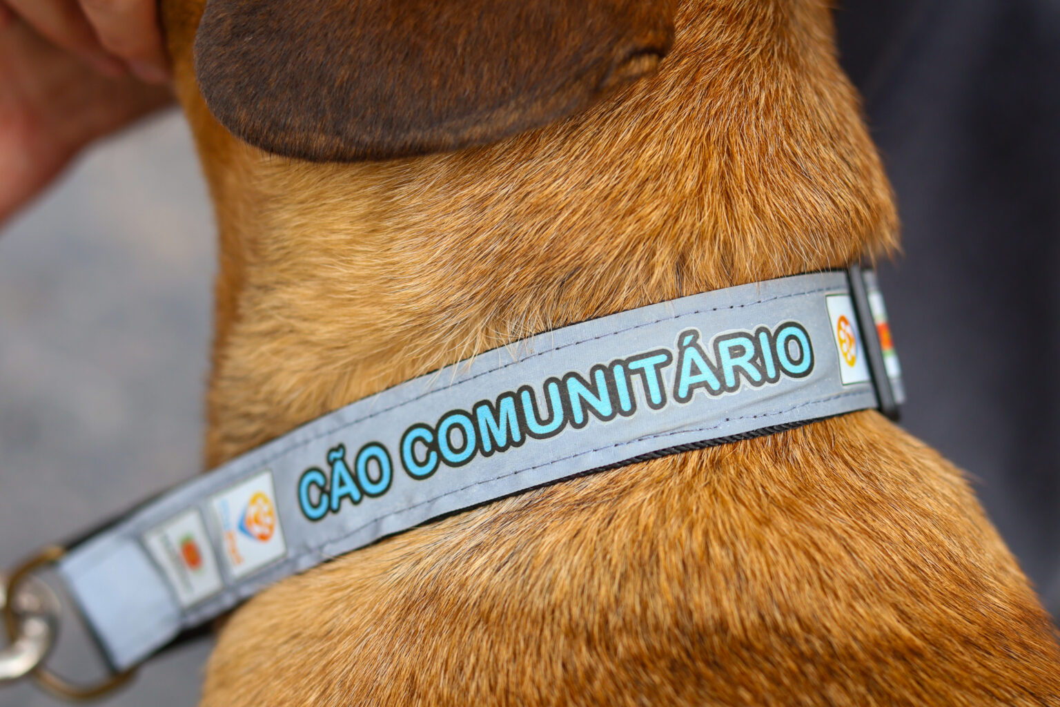 proteção e manejo de animais comunitários