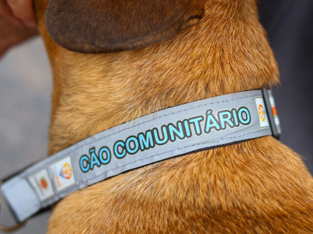 proteção e manejo de animais comunitários