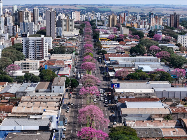 Encantos dos Ipês