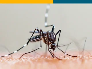 Aedes Aegypti