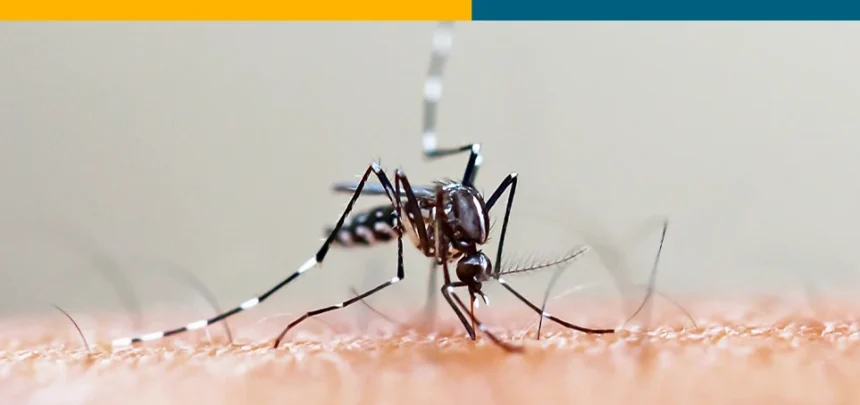 Aedes Aegypti