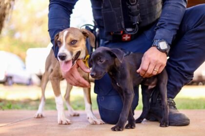 Cães adotados pela Guarda Civil Municipal vão reforçar ações educativas nas unidades escolares