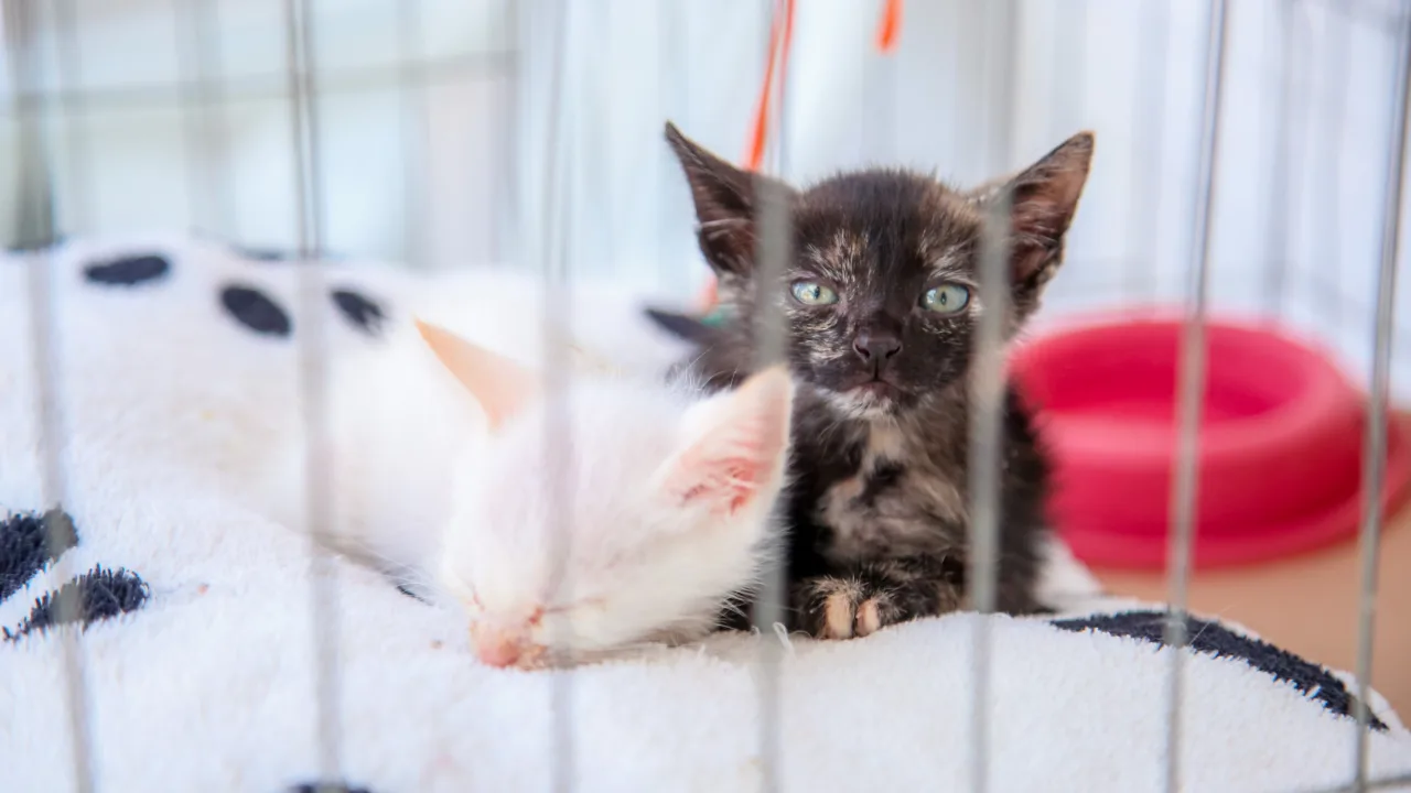 Gato preso na gaiola