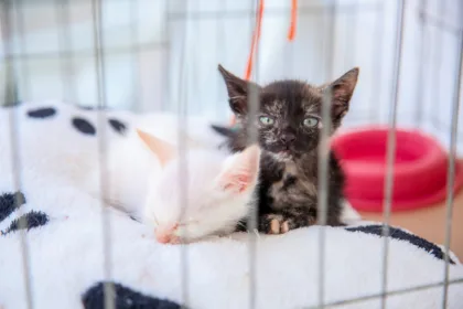 Gato preso na gaiola