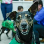 Cão Servidor Jurema