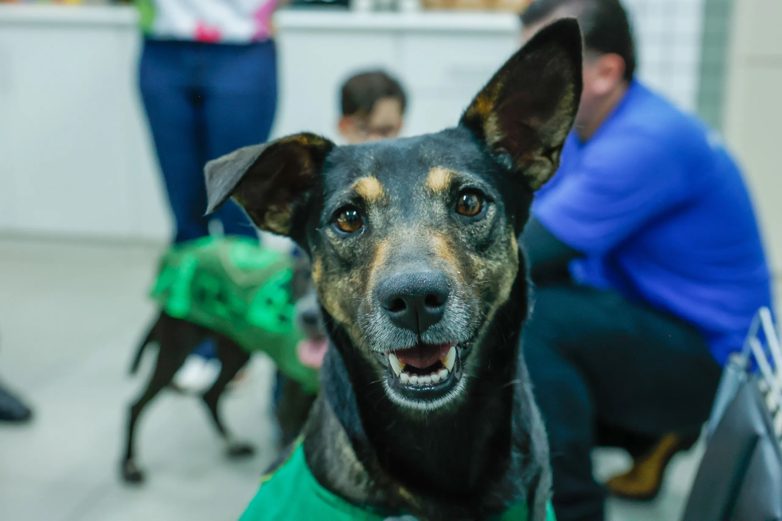 Cão Servidor Jurema