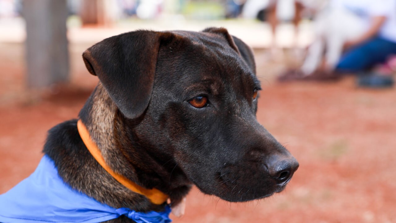 Com arrecadação de ração e feirinha de adoção de animais, Feira Motirõ ocorre neste sábado, 13