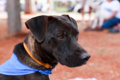 Com arrecadação de ração e feirinha de adoção de animais, Feira Motirõ ocorre neste sábado, 13