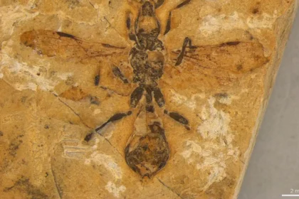 Fóssil de formiga mais antiga do mundo