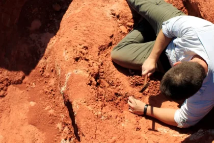 Fóssil no Brasil revela segredos sobre origem dos dinossauros