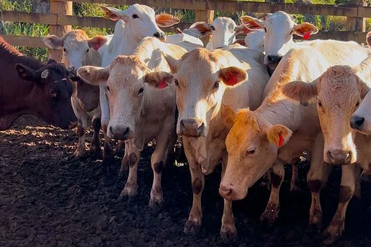 Inovação na pecuária! Melhoramento do Purunã promete carne superior e mercado aquecido!
