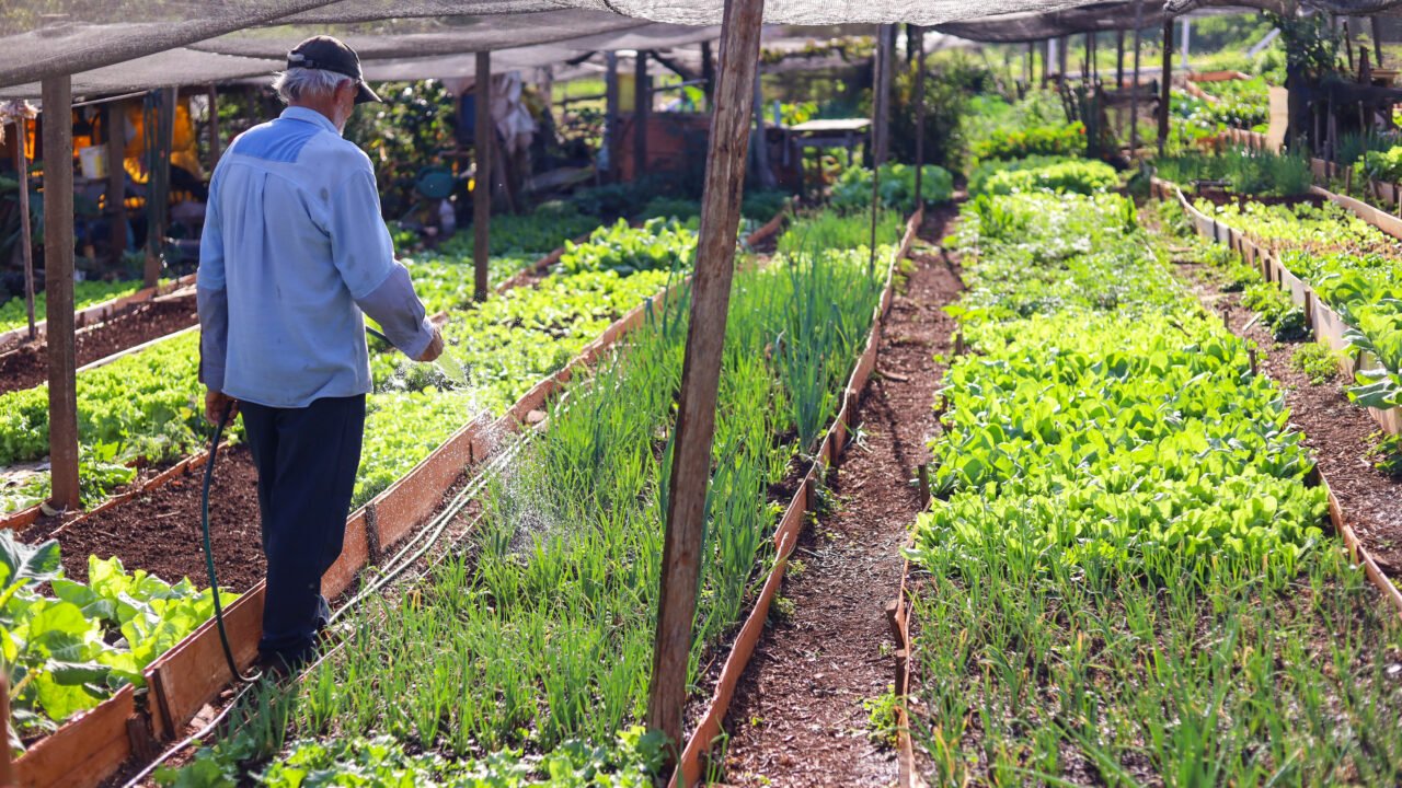 Projeto Hortas Comunitárias de Maringá