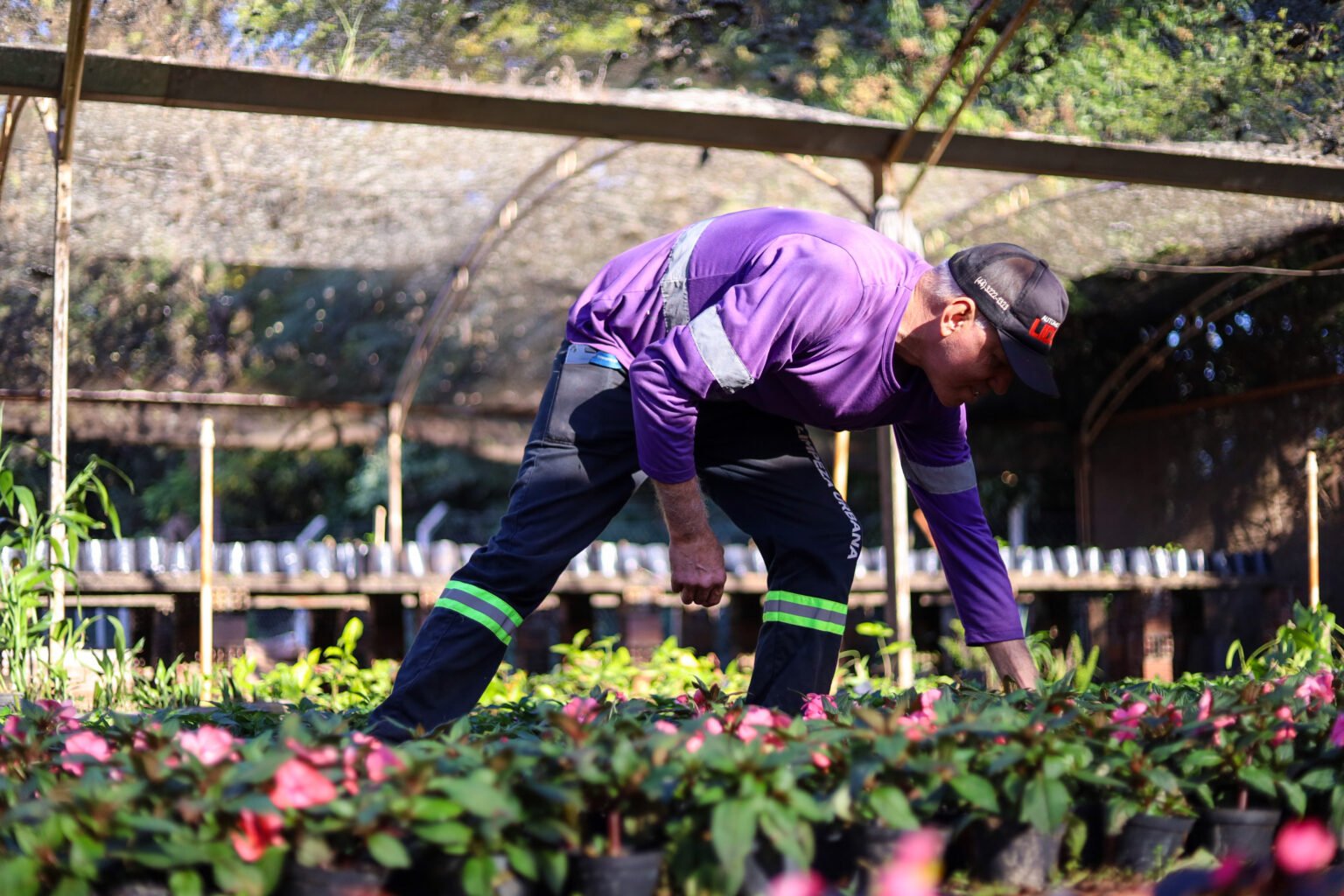 Maringá recupera seu "Coração Verde": Viveiro Municipal é recuperado e embeleza a cidade