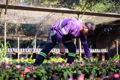 Maringá recupera seu "Coração Verde": Viveiro Municipal é recuperado e embeleza a cidade