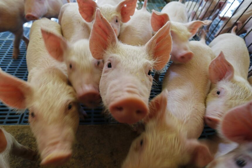 Paraná vai exportar carne suína para o Chile