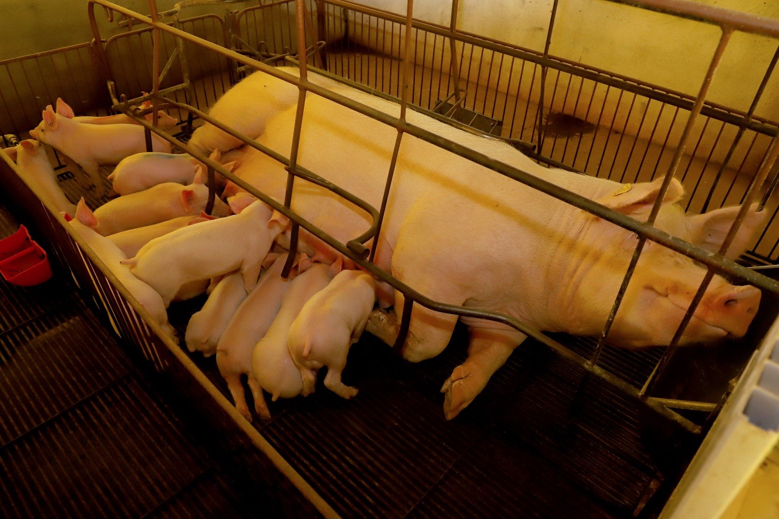 Paraná vai exportar carne suína para o Chile