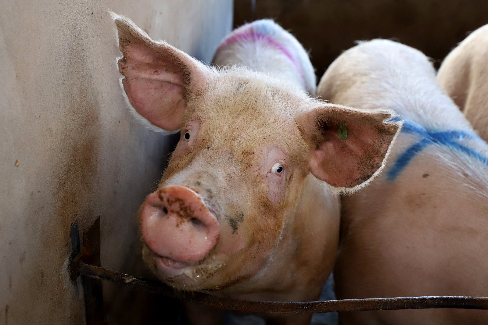 Paraná vai exportar carne suína para o Chile