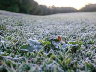 frio extremo, geada negra