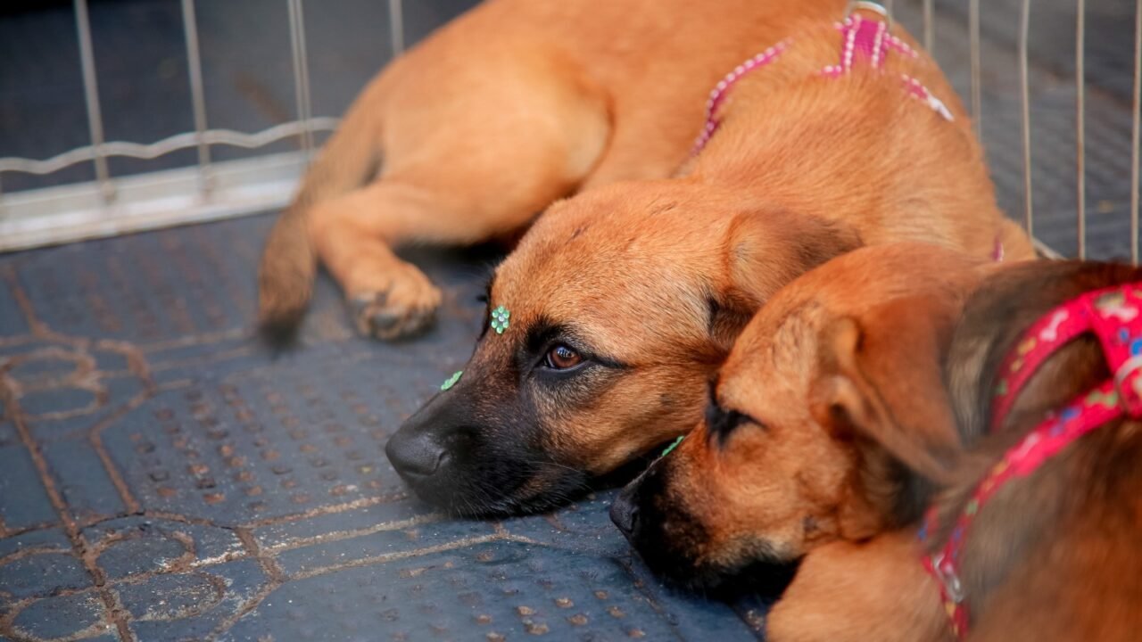 Adoção responsável em Maringá: Feirinha de pets neste domingo